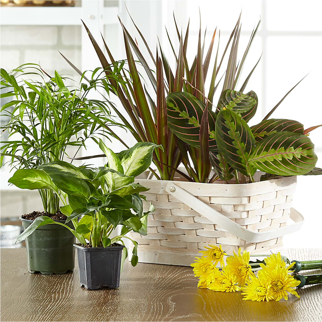 Florist Designed Blooming and Green Plants in a Basket – BLOSSOMS & BALLOONS FLORIST, Roseville CA
