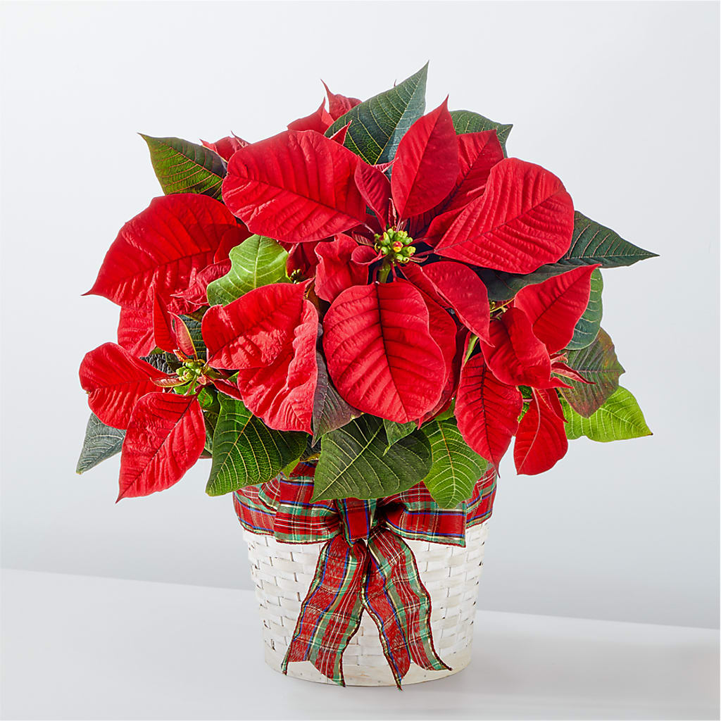 Happiest Holidays Poinsettia – BLOSSOMS & BALLOONS FLORIST, Roseville CA