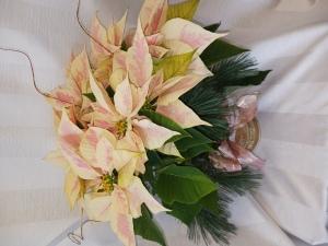 Pointsettia classic – BLOSSOMS & BALLOONS FLORIST, Roseville CA