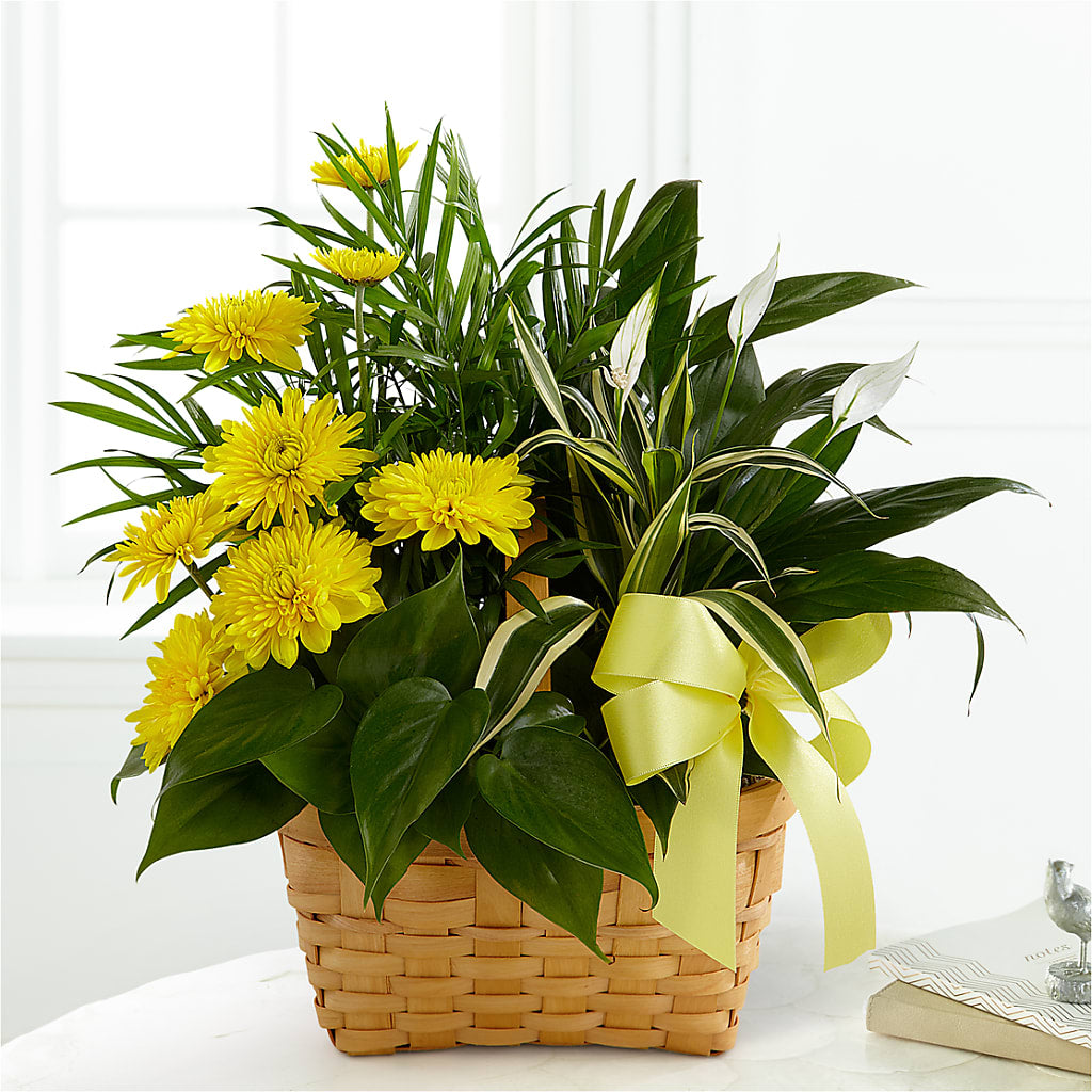 Loving Light Dishgarden – BLOSSOMS & BALLOONS FLORIST, Roseville CA