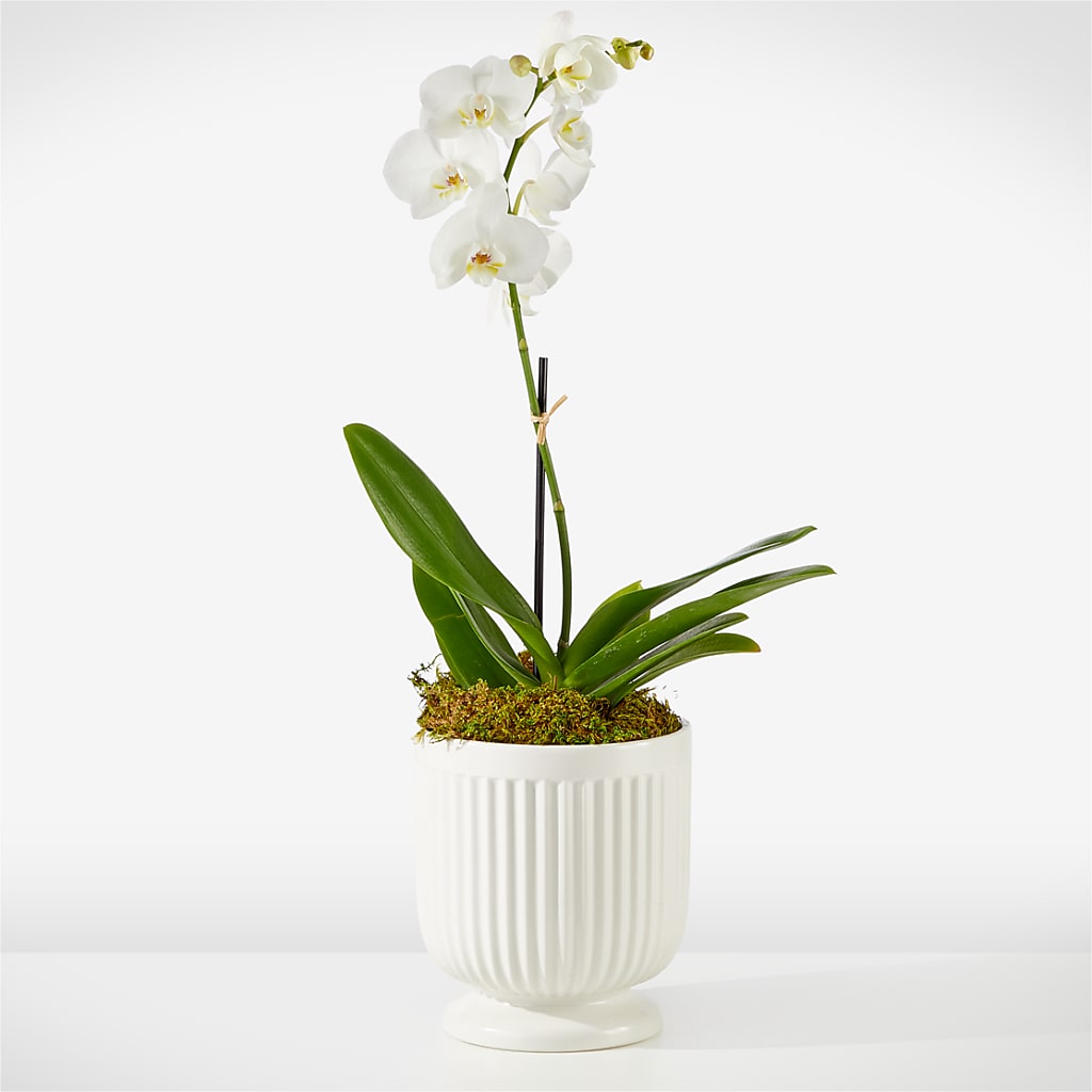 Whispering White Orchid – BLOSSOMS & BALLOONS FLORIST, Roseville CA
