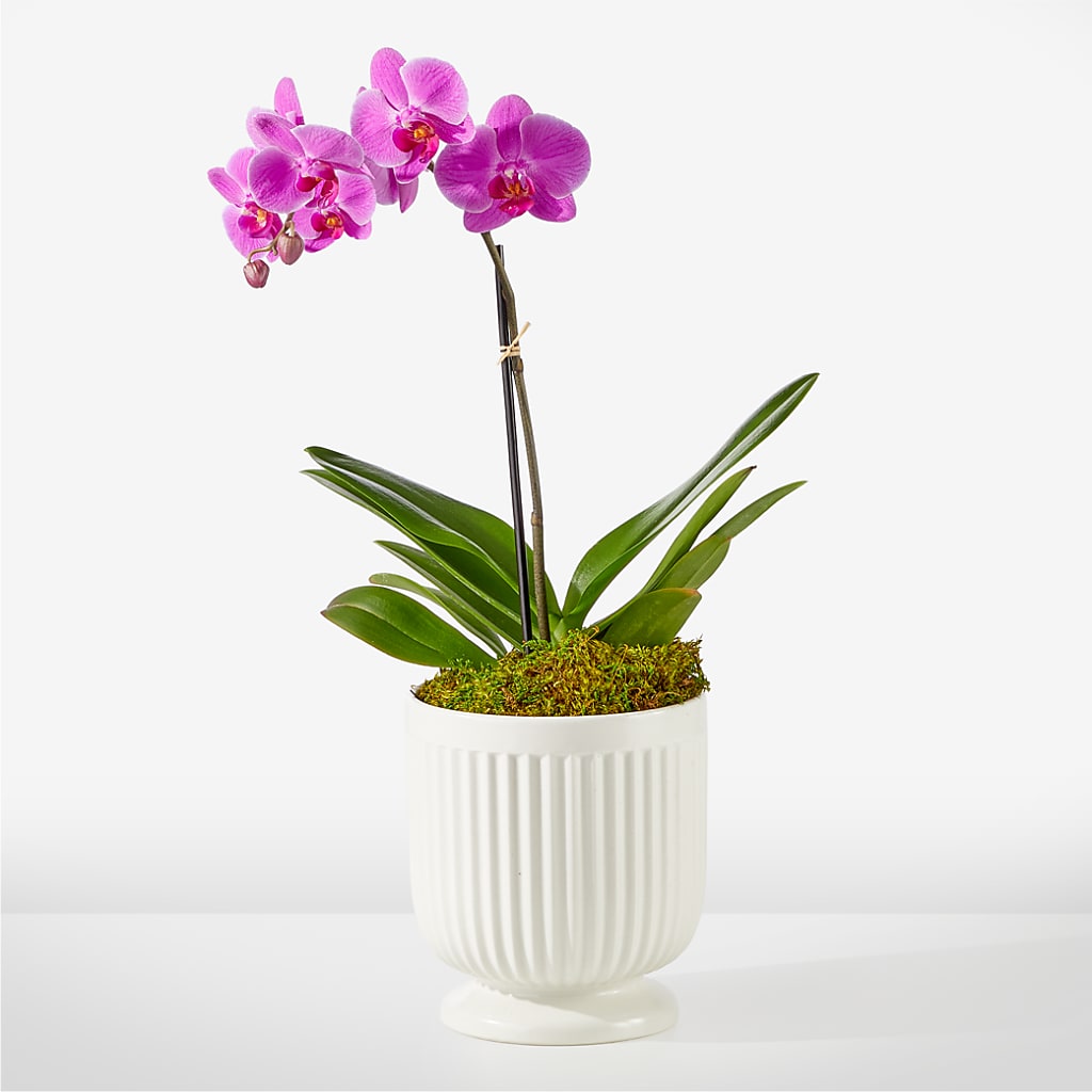 Friendly Fuchsia Orchid – BLOSSOMS & BALLOONS FLORIST, Roseville CA