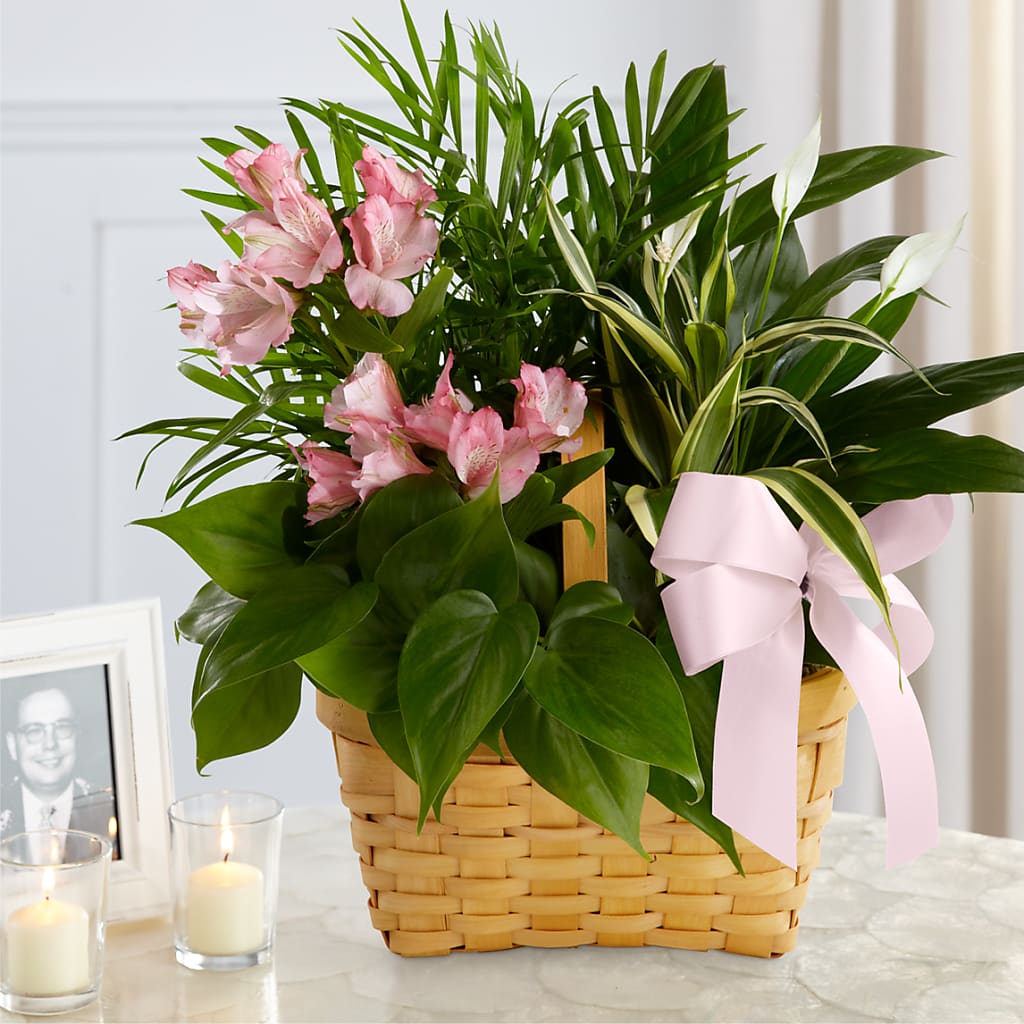 Living Spirit Dishgarden – BLOSSOMS & BALLOONS FLORIST, Roseville CA