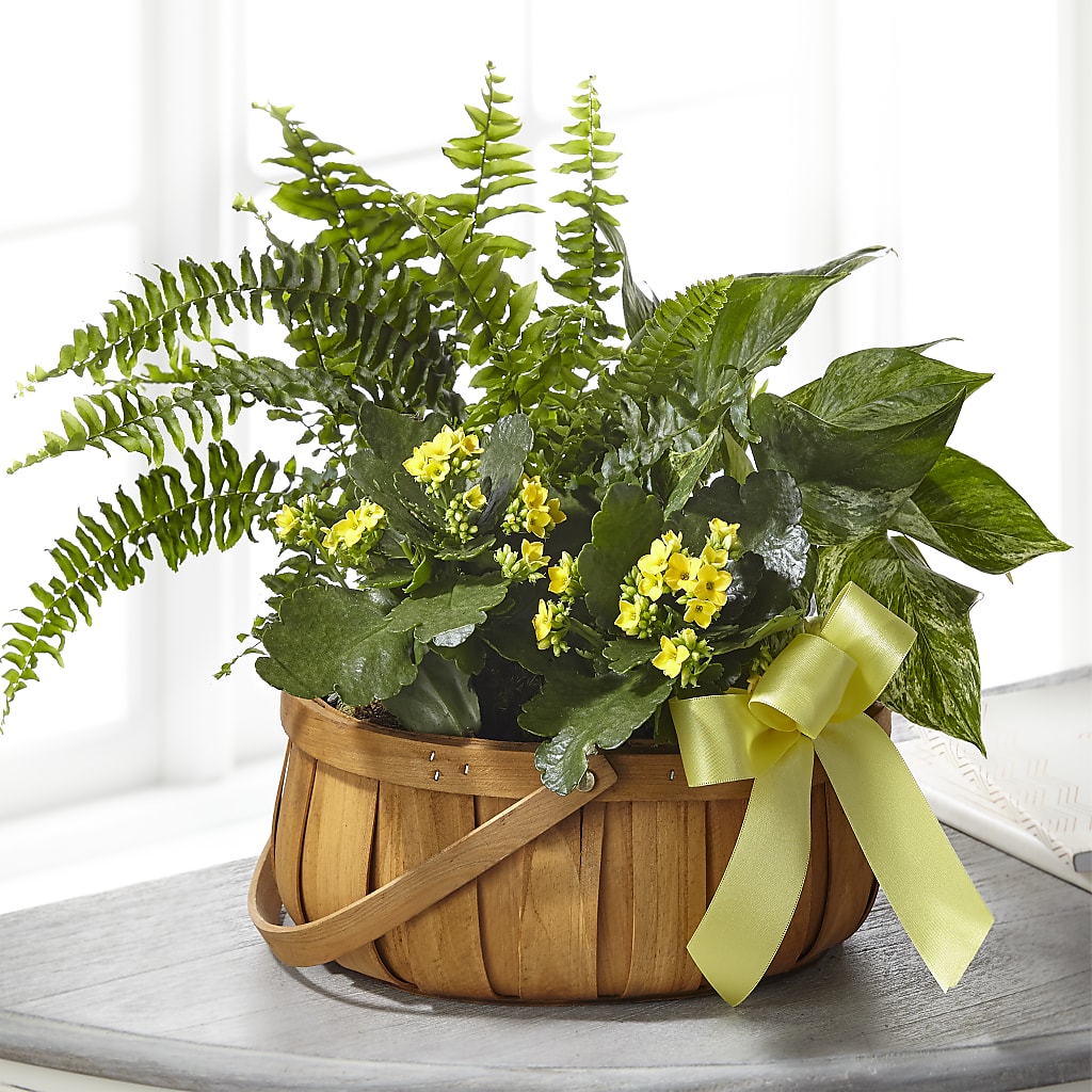 Always Dear Dishgarden – BLOSSOMS & BALLOONS FLORIST, Roseville CA