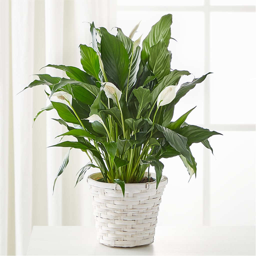 A New Leaf Peace Lily – BLOSSOMS & BALLOONS FLORIST, Roseville CA