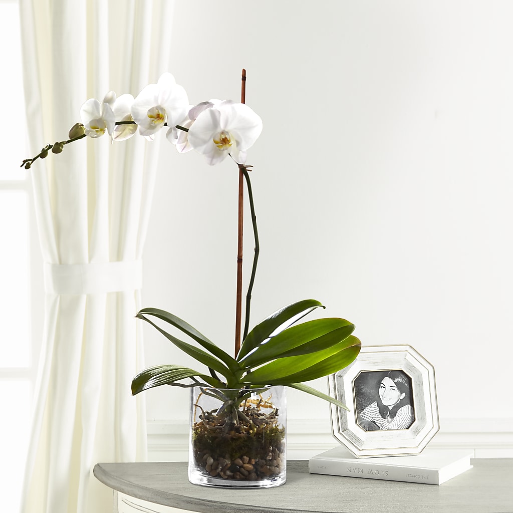 White Orchid Planter – BLOSSOMS & BALLOONS FLORIST, Roseville CA