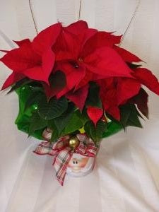 Merry Pointsettia – BLOSSOMS & BALLOONS FLORIST, Roseville CA