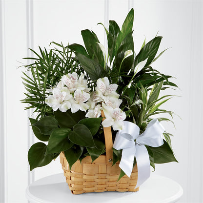 Peace & Serenity Dishgarden – BLOSSOMS & BALLOONS FLORIST, Roseville CA