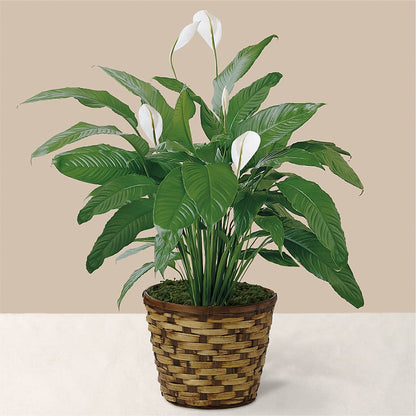 Tranquil Moments Peace Lily Plant – BLOSSOMS & BALLOONS FLORIST, Roseville CA