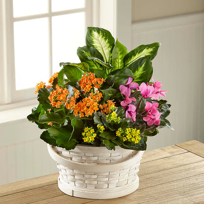Color Crush Dishgarden – BLOSSOMS & BALLOONS FLORIST, Roseville CA
