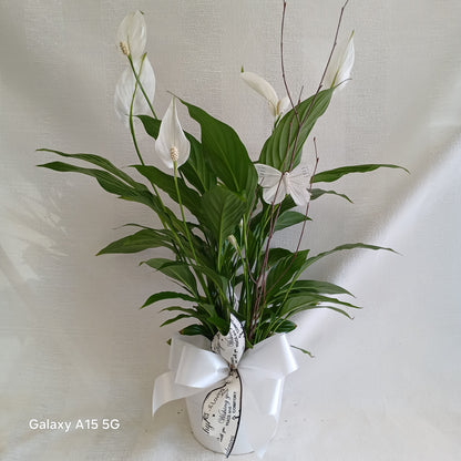 Comfort Planter – BLOSSOMS & BALLOONS FLORIST, Roseville CA