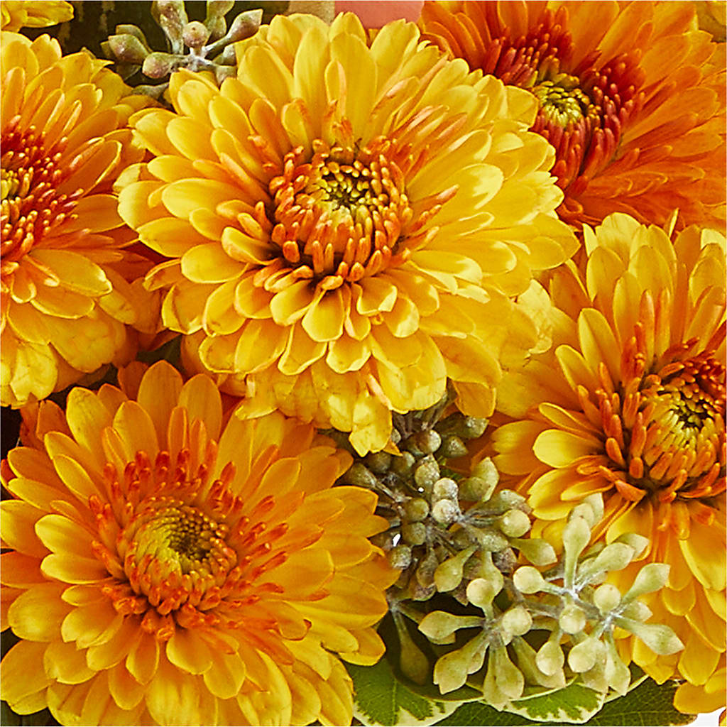Peachy Pumpkin – BLOSSOMS & BALLOONS FLORIST, Roseville CA