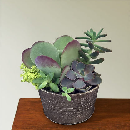Lush Succulent Garden – BLOSSOMS & BALLOONS FLORIST, Roseville CA