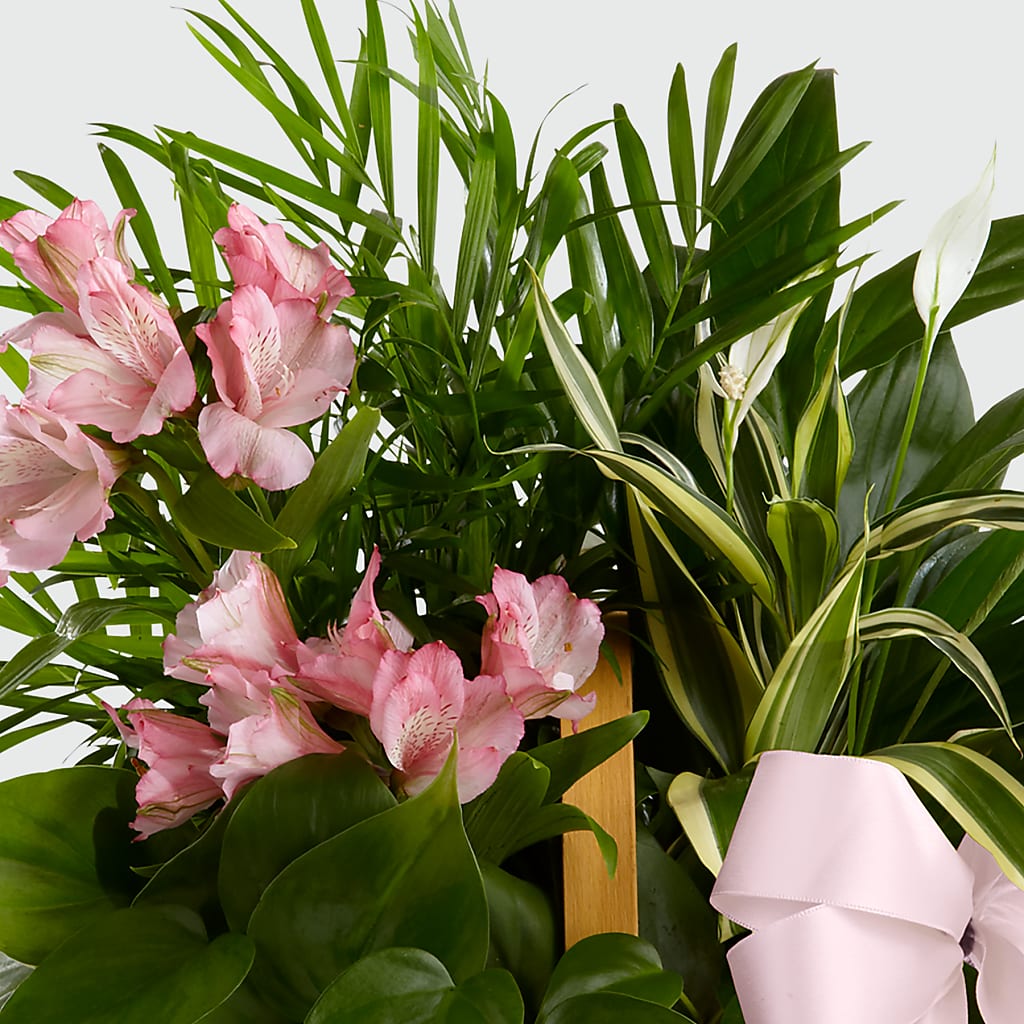Living Spirit Dishgarden – BLOSSOMS & BALLOONS FLORIST, Roseville CA