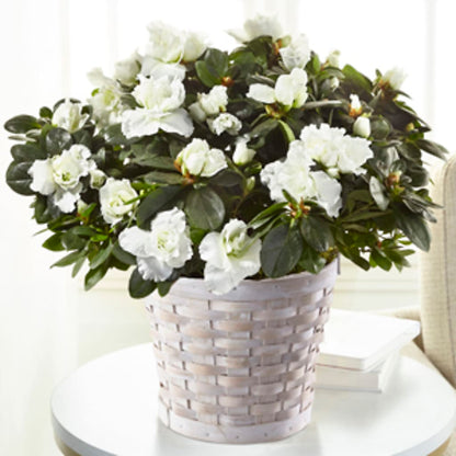 White Azalea Plant – BLOSSOMS & BALLOONS FLORIST, Roseville CA