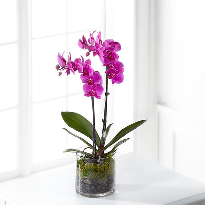 Pink Orchid Plant – BLOSSOMS & BALLOONS FLORIST, Roseville CA