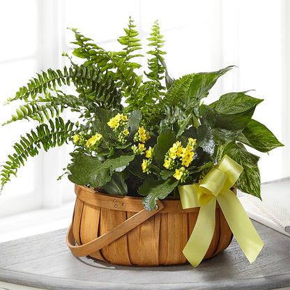 Always Dear Dishgarden – BLOSSOMS & BALLOONS FLORIST, Roseville CA