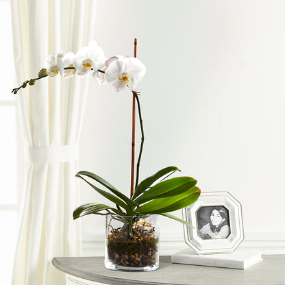 White Orchid Planter – BLOSSOMS & BALLOONS FLORIST, Roseville CA