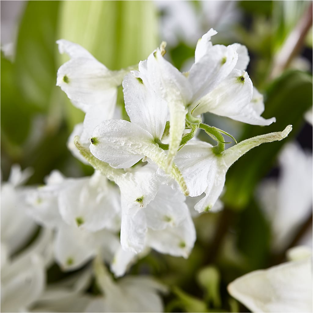 Classic Ivory – A Florist Original – BLOSSOMS & BALLOONS FLORIST, Roseville CA